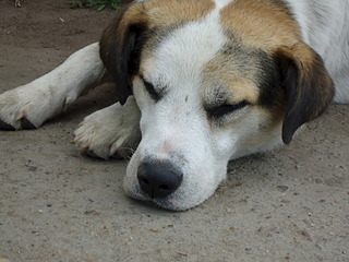 1920 X 1440 542.0 Kb  