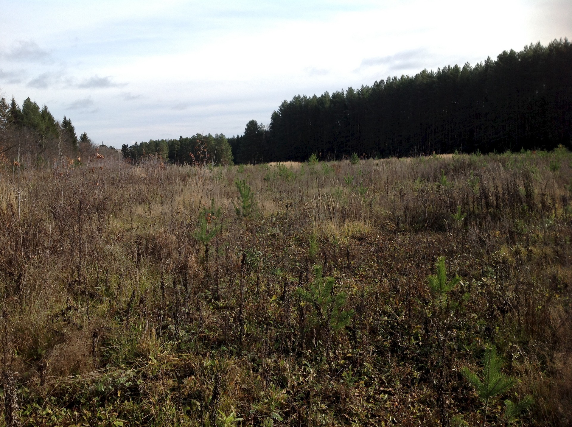 участок без строений. участок 2,5 га. река карламан кармаскалинского района. поселок боброво ленинградская область. участок 5 га.