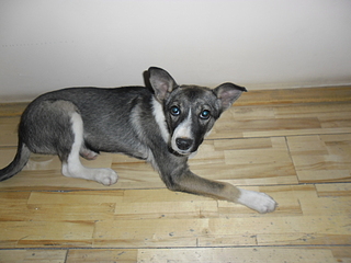 1024 X 768 509.3 Kb  . . , -   .