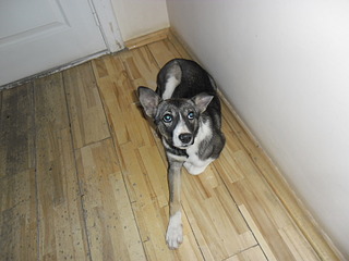 1024 X 768 531.3 Kb  . . , -   .