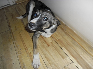 1024 X 768 526.4 Kb  . . , -   .