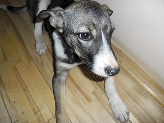 1024 X 768 523.1 Kb  . . , -   .