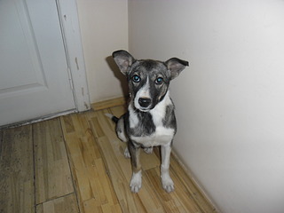 1024 X 768 534.8 Kb  . . , -   .