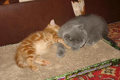 1024 X 683 104.9 Kb Питомник'Gem Sweet'.Любимые британские ПЛЮШКИ.Британские котята: белые,черные,голубые