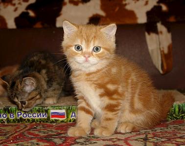 969 X 768  82.1 Kb 1024 X 707 102.3 Kb 1024 X 683 104.9 Kb Питомник'Gem Sweet'.Любимые британские ПЛЮШКИ.Британские котята: белые,черные,голубые