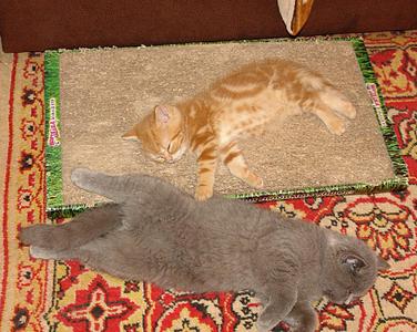 964 X 768 143.3 Kb Питомник'Gem Sweet'.Любимые британские ПЛЮШКИ.Британские котята: белые,черные,голубые