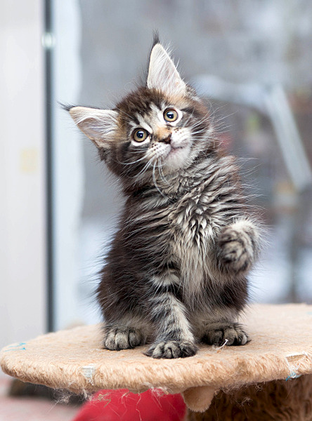 1920 X 2594 386.0 Kb   -