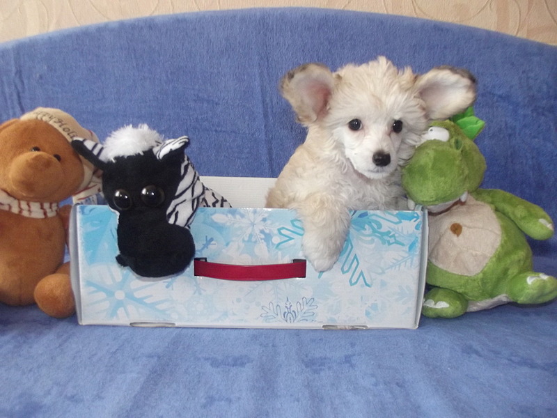 1920 X 1440 501.2 Kb     