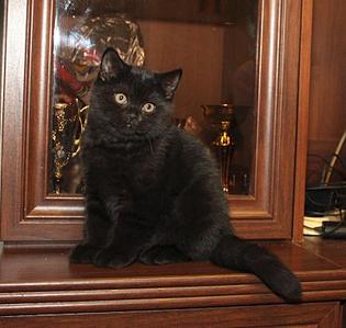 807 X 768 76.3 Kb Питомник'Gem Sweet'.Любимые британские ПЛЮШКИ.Британские котята: белые,черные,голубые