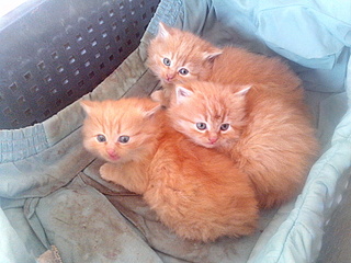 1920 X 1440 315.9 Kb   ()