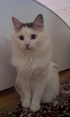 1552 X 2592 137.0 Kb 1920 X 1149 910.1 Kb 1920 X 1149 949.4 Kb     !    !