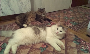 1920 X 1149 111.6 Kb 1552 X 2592 137.0 Kb 1920 X 1149 910.1 Kb 1920 X 1149 949.4 Kb     !    !