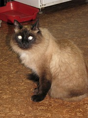 1920 X 2560 1003.6 Kb Очень нужен дом и ответственные хозяева для практически"невского маскарадного ко