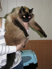 1920 X 2560 898.3 Kb 1920 X 2560 1003.6 Kb Очень нужен дом и ответственные хозяева для практически"невского маскарадного ко