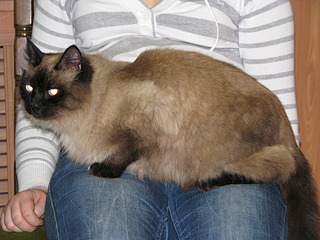 1920 X 1440 726.3 Kb 1920 X 2560 898.3 Kb 1920 X 2560 1003.6 Kb Очень нужен дом и ответственные хозяева для практически"невского маскарадного ко