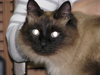 1920 X 1440 733.6 Kb 1920 X 1440 726.3 Kb 1920 X 2560 898.3 Kb 1920 X 2560 1003.6 Kb Очень нужен дом и ответственные хозяева для практически"невского маскарадного ко