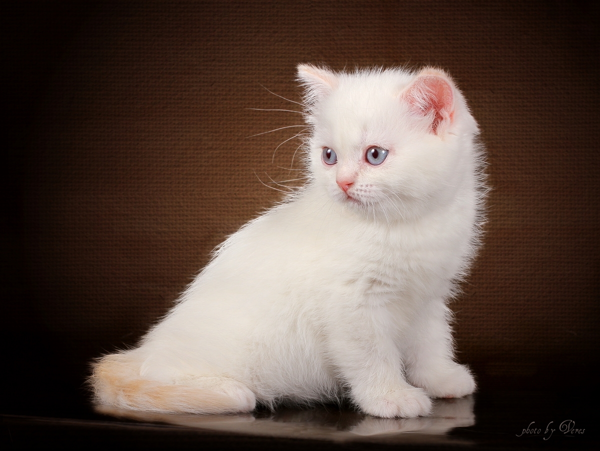 Купить котенка в спб британский. Британские котята белые. Белый британец. Бельгийская кошка белая. Котята британцы белые.