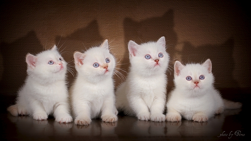 1200 X 675 492.4 Kb Питомник'Gem Sweet'.Любимые британские ПЛЮШКИ.Британские котята: белые,черные,голубые