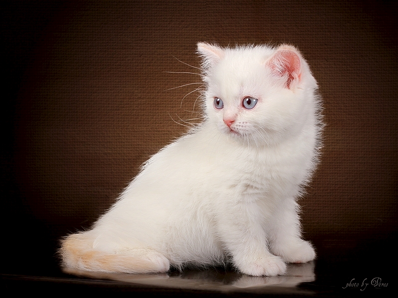 1200 X 901 601.6 Kb Питомник'Gem Sweet'.Любимые британские ПЛЮШКИ.Британские котята: белые,черные,голубые