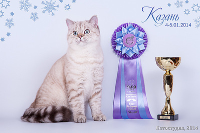 600 X 400 95.0 Kb Питомник'Gem Sweet'.Любимые британские ПЛЮШКИ.Британские котята: белые,черные,голубые