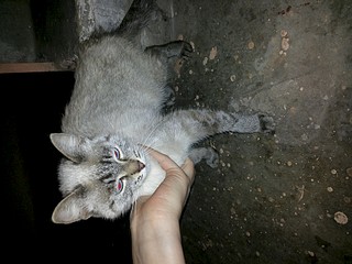 1920 X 1440 570.7 Kb 1152 X 2048 536.8 Kb 896 X 1264 136.7 Kb      ,    .