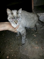 1440 X 1920 572.7 Kb      ,     .