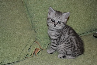 800 X 533 243.0 Kb 800 X 533 172.9 Kb     