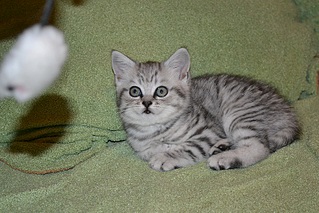 800 X 533 220.8 Kb 800 X 533 243.0 Kb 800 X 533 172.9 Kb     