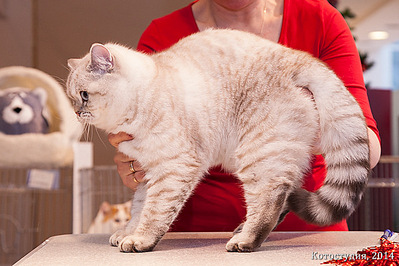 600 X 400 115.3 Kb Питомник'Gem Sweet'.Любимые британские ПЛЮШКИ.Британские котята: белые,черные,голубые