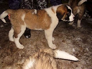 700 X 525 81.0 Kb 700 X 499 72.1 Kb 660 X 700 91.5 Kb     