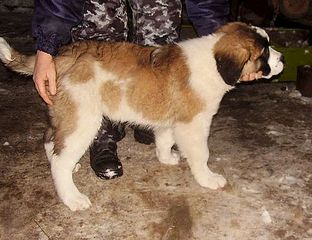 482 X 370 46.0 Kb 700 X 525 57.0 Kb 692 X 700 67.8 Kb     