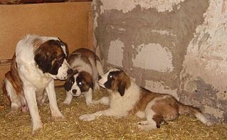 700 X 432 60.1 Kb 482 X 370 46.0 Kb 700 X 525 57.0 Kb 692 X 700 67.8 Kb     