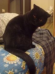 1920 X 2560 380.8 Kb Питомник'Gem Sweet'.Любимые британские ПЛЮШКИ.Британские котята: белые,черные,голубые