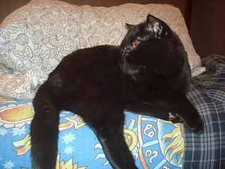 1920 X 1440 1014.1 Kb 1920 X 2560 380.8 Kb Питомник'Gem Sweet'.Любимые британские ПЛЮШКИ.Британские котята: белые,черные,голубые