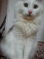 1920 X 2560 248.8 Kb 1920 X 1440 123.7 Kb     !    !