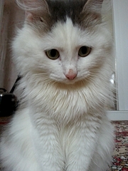 1920 X 2560 269.9 Kb 1920 X 2560 248.8 Kb 1920 X 1440 123.7 Kb     !    !