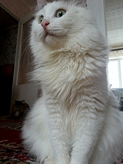 1920 X 2560 279.5 Kb     !    !