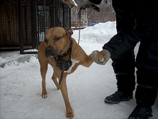 1920 X 1440 574.0 Kb 1920 X 1440 569.5 Kb  ,   - ''  .