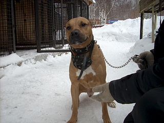 1920 X 1440 219.9 Kb 1920 X 1440 574.0 Kb 1920 X 1440 569.5 Kb  ,   - ''  .