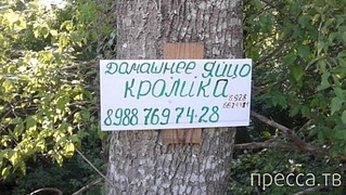 500 X 282 121.6 Kb 453 X 494 113.9 Kb Улыбнемся?