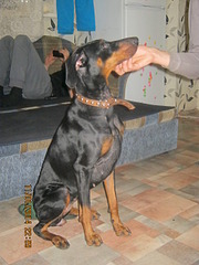 1920 X 2560 948.9 Kb     .