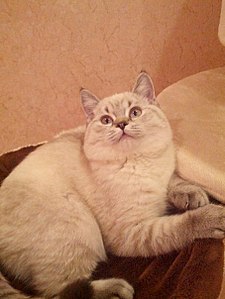 453 X 604 47.6 Kb Питомник'Gem Sweet'.Любимые британские ПЛЮШКИ.Британские котята: белые,черные,голубые