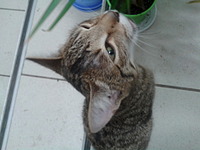 1920 X 1440 476.9 Kb котенок-тигренок в добрые ручки