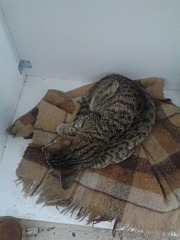 1440 X 1920 490.5 Kb 1440 X 1920 470.1 Kb 1440 X 1920 484.7 Kb -   