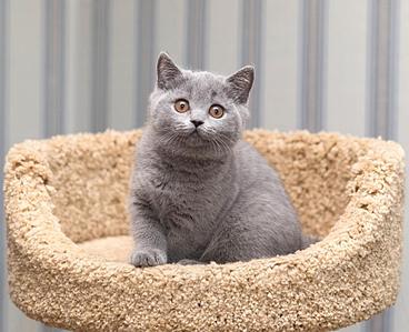943 X 768 101.3 Kb Питомник'Gem Sweet'.Любимые британские ПЛЮШКИ.Британские котята: белые,черные,голубые