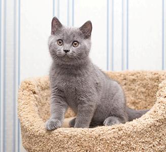 838 X 768 78.6 Kb Питомник'Gem Sweet'.Любимые британские ПЛЮШКИ.Британские котята: белые,черные,голубые