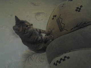 1920 X 1440 122.3 Kb -   