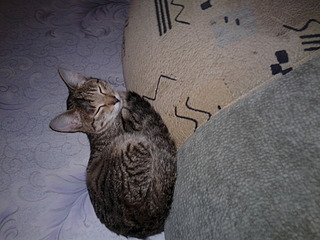 1920 X 1440 554.9 Kb -   