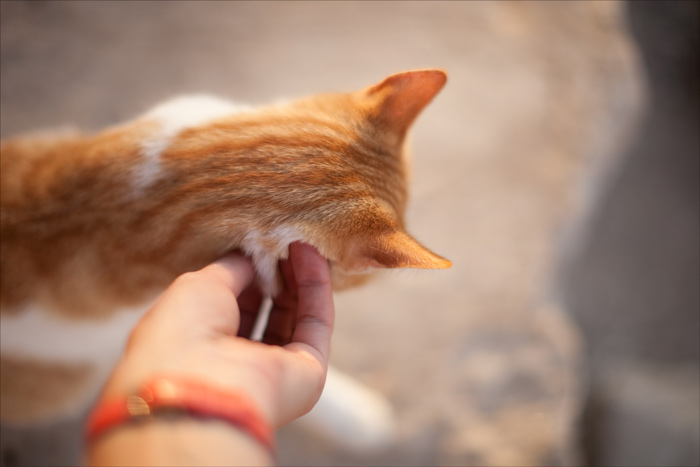 700 x 467 700 x 467   Canon 50mm f/1.2 ()