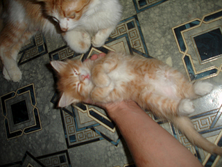 1024 X 768 299.9 Kb 1024 X 768 355.3 Kb -  - =)